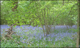 Bluebells