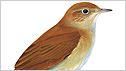 Nightingale c/o rspb