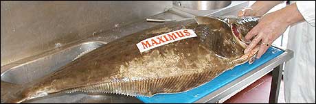 The halibut at The Crown, Southwold