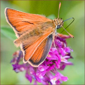 Skipper buttefly