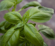 Basil