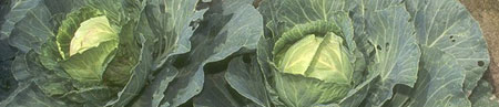 Cabbage_web.jpg