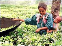 चाय बागान (फ़ाइल फ़ोटो)