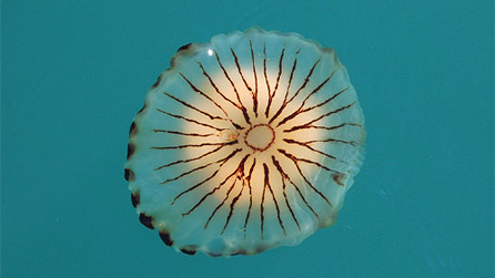 A compass jellyfish by Shane Jones