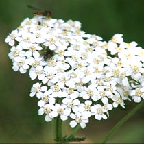 Yarrow