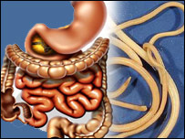 کرم کدودانه