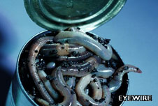 A can with worms in it
