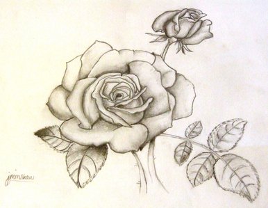 Rose in pencil