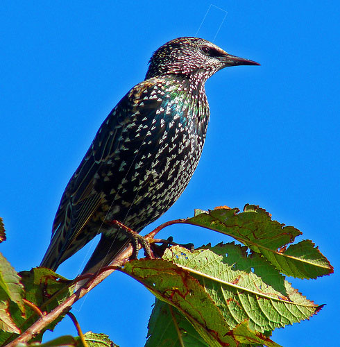 starling