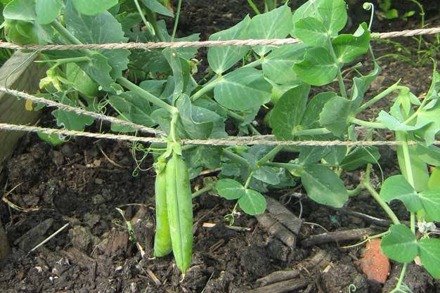 Peas