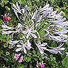 Agapanthus africanus
