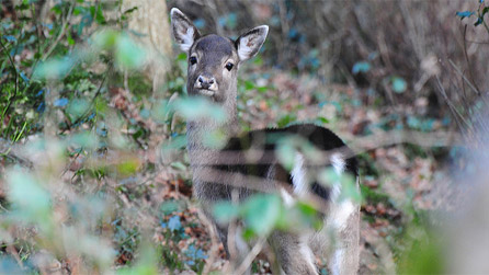 A fallow deer at Dinefwr Park by Steve Greaves.