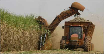 Plantação para biocombustível
