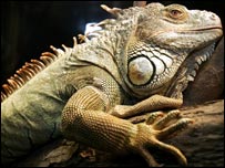iguana.jpg