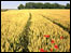 A summer field outside Newbury
