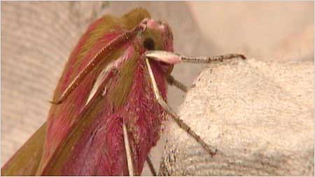 Elephant Hawk Moth