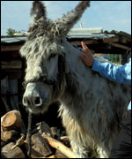 No more hard work for Norman