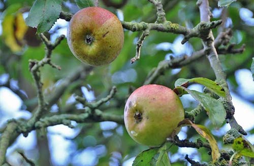 apple tree no. 11