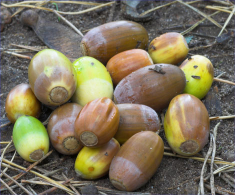 Acorns on the ground