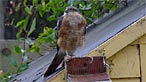 Sparrowhawk. Photo: Gale Jolly