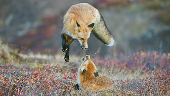 Un zorro en los colores otoñales del Parque Nacional Denali, Alaska