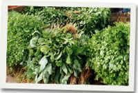 Cynnyrch hen feddyginiaeth