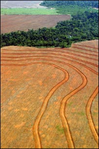 Desmatamento na Amazônia (Foto: Greenpeace)