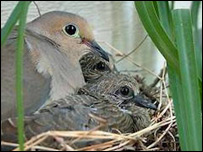  چنار اوقمرۍ 