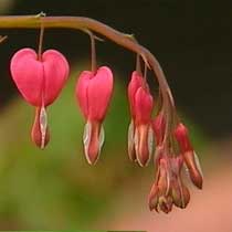 Dicentra spectabilis