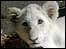 Tippy the lion cub