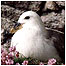 Islands Index (Image: Fulmar c/o Tony Oliver) 