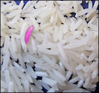 One pink grain of rice, among many white grains.