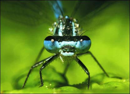Damselfly