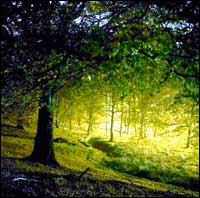 Sharpe's Wood photo by Liza Drakup