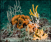 Species in Lyme Bay (Mike Markey)