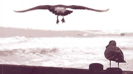 Rhan o glawr y llyfr