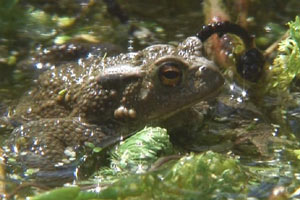 Pondlife - toad