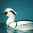 Smew (Image c/o Lee Valley Regional Park Authority)
