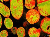 باکتری مورد استفاده گروه 