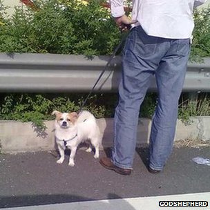 苏州苏嘉杭高速公路上一名被堵旅客溜狗（网友GodShepherd提供图片30/9/2012）