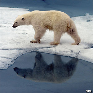 Polar bear