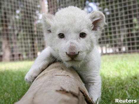 A white lion cub in a zoo in Mexico