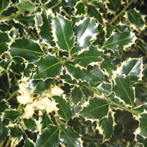 Ilex aquifolium 'Silver Queen'