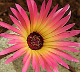 Livingstone Daisy