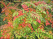 Japonica