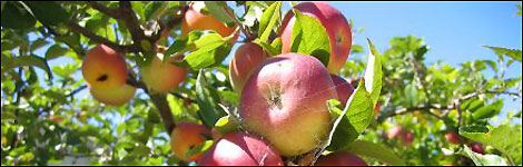 Apples