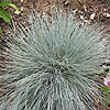 Festuca glauca