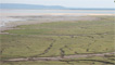 salt marshes