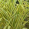Arundo donax 'Variegata'