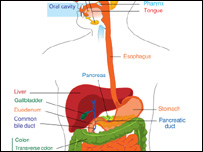 سيستم هاضمه